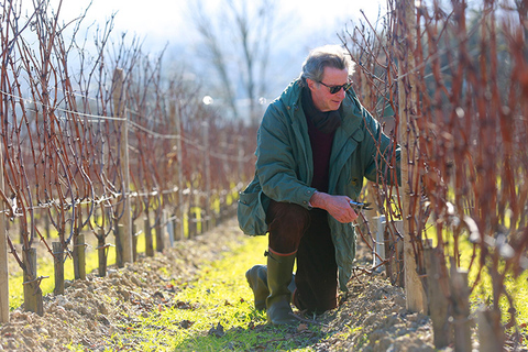 Christian-Moueix-pruning-2889-750px-v2.jpg