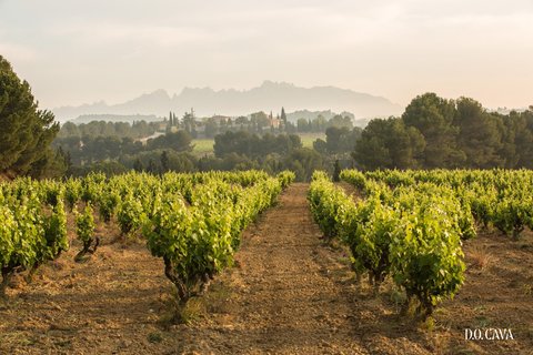 DO_CAVA_LANDSCAPE_2_original.jpg