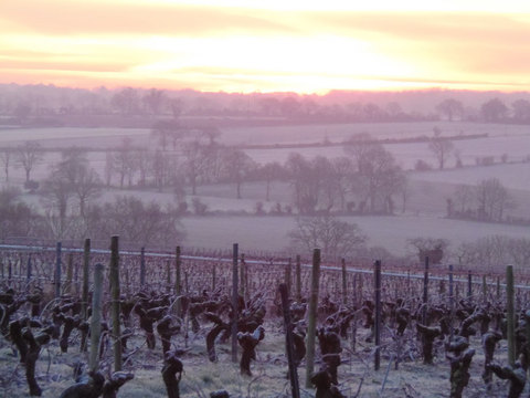ラゴティエールFreres-Couillaud-Muscadet-Chardonnay-Ragotiere-paysage6-visite-degustation-1.jpg