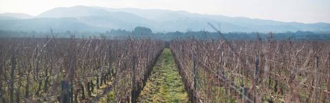 LEMACCHIOLE-HOME-PALEOROSSO.jpg