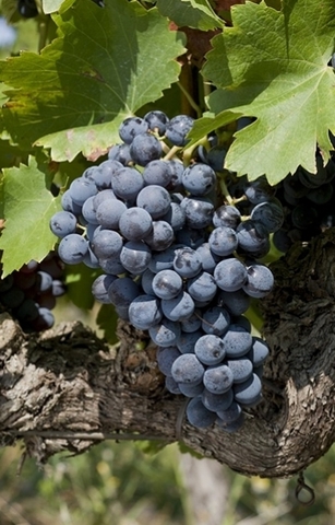 grenache_noir_une.jpg