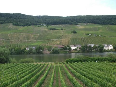 josef reuscher erben 950px_weinbeerge.jpg