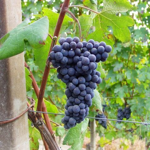 nebbiolo-570x570.jpg